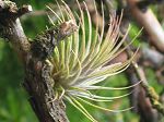 TILLANDSIA : IONANTA  VAR. IONANTA